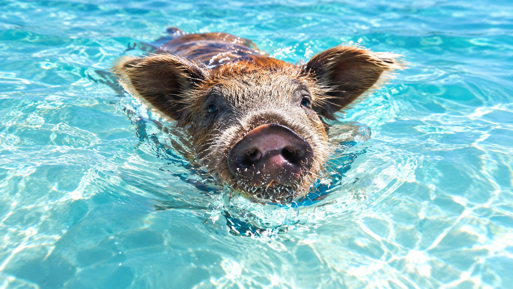Schwimmende Schweine auf Antigua